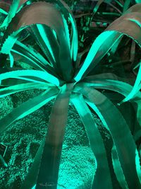 High angle view of plants in water