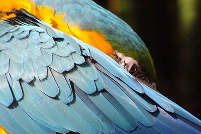 Close-up of a parrot