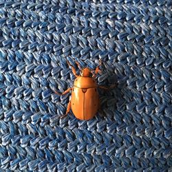 High angle view of beetle on wicker table
