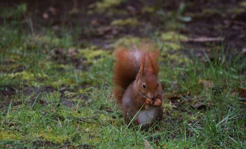 Squirrel on field