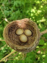 Close-up of eggs in nest