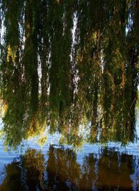 Trees by lake in forest