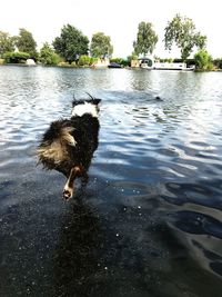 Dog in a lake