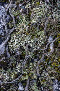 Full frame shot of moss growing on rock