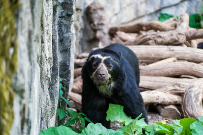 Close-up of spectacled bear