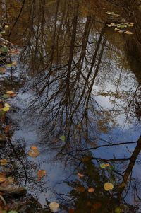 Reflection of trees in lake