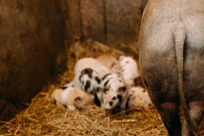 Close-up of pig and piglets in stable. animals in farm