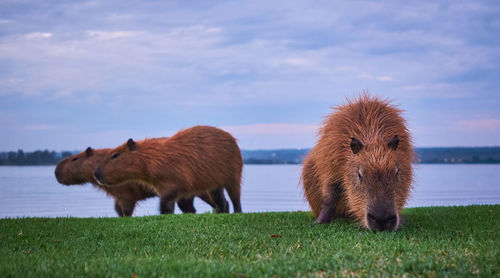 Capibaras in a field
