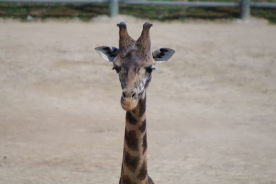 Portrait of giraffe in zoo
