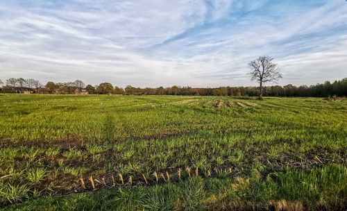 Scenic view of agricultural field against sky