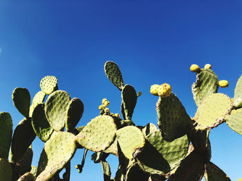 Green opuntia with flat branching pads