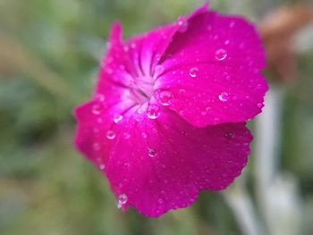 Close-up of pink flower blooming