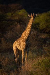 Southern giraffe stands in bushes watching camera
