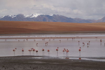 Flamingos flying, red lagoon bolivia