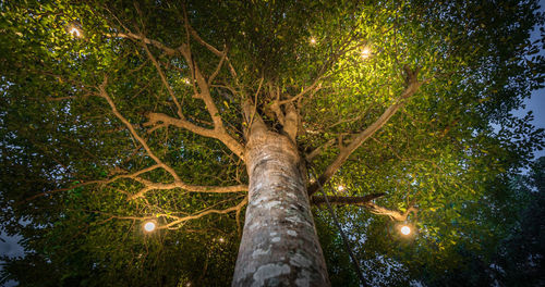 Low angle view of tree against sky at night