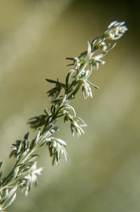 plant