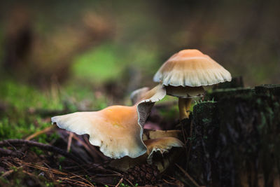 Close-up of mushrooms growing on field