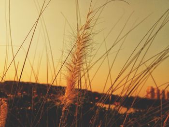 Close-up of stalks against sunset