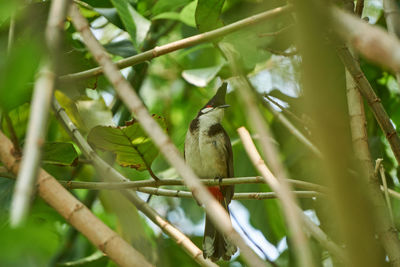 Close-up of bird perching on branch