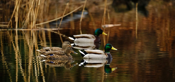 View of ducks swimming in lake