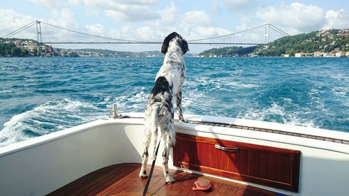 English setter on boat sailing in river against bosphorus bridge