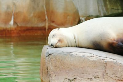 Side view of relaxed sea lion