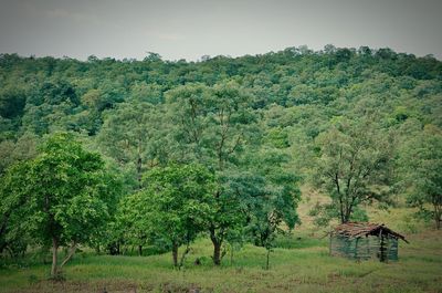 Trees on landscape against clear sky