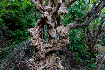 Trees growing in forest