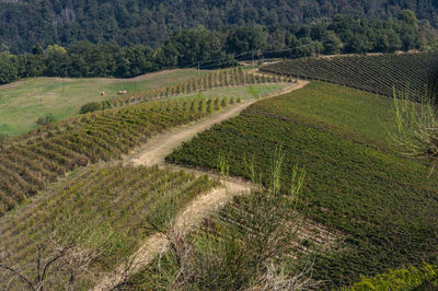 Scenic view of agricultural field