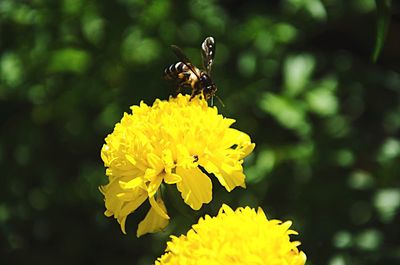 Close-up of bee pollinating on yellow flower