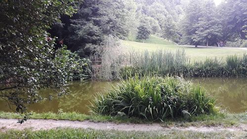 Plants growing on land by lake in forest