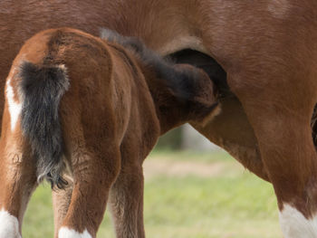 Close up of mare breastfeeding foal