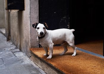 Portrait of dog standing on footpath