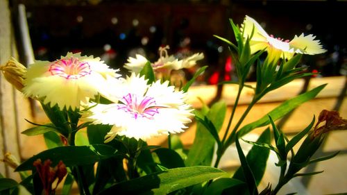 Close-up of flowers blooming outdoors