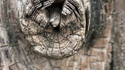 Close-up of tree trunk