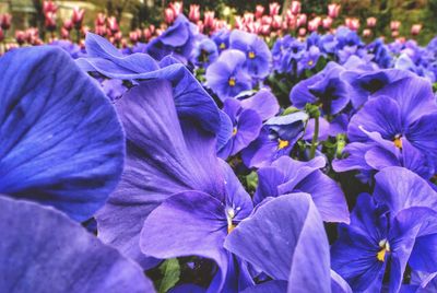 Close-up of purple flowers blooming outdoors