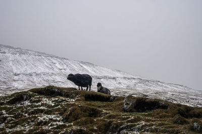 View of two sheep on snowcapped mountain against sky.