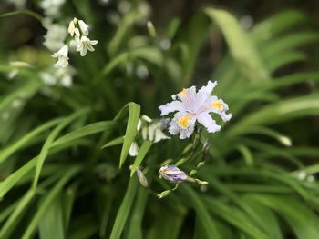 Close-up of flowering plant