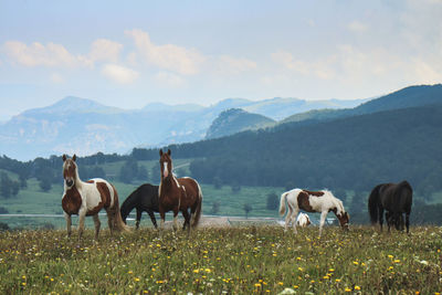Horses in a field