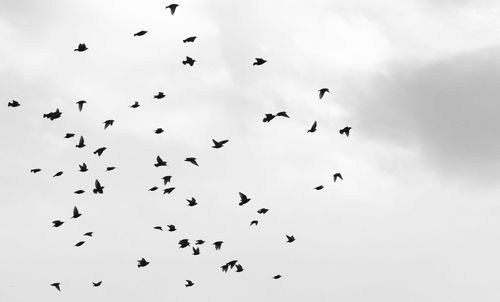 Low angle view of birds flying in sky