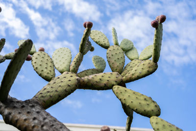 Low angle view of cactus