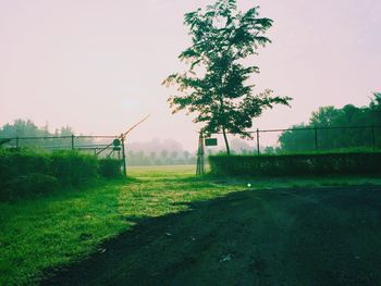 Trees on grassy field