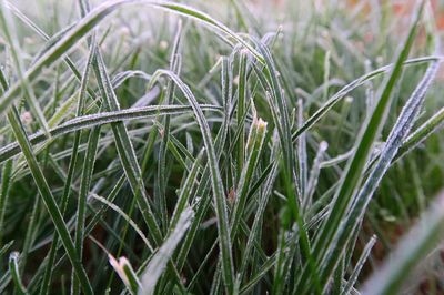 Close-up of plants growing on field
