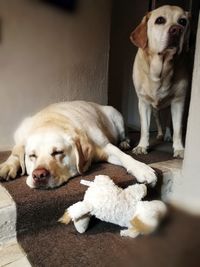 Portrait of puppy relaxing at home