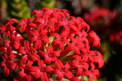 Close-up of red flowering plants