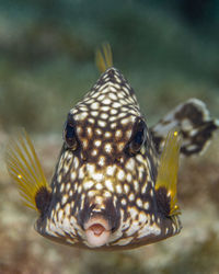 animal