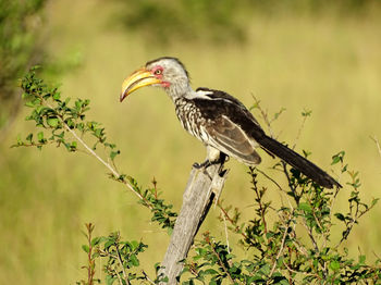 Bird perching on a tree