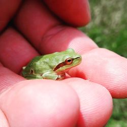 Close-up of hand holding small frog