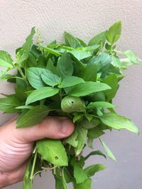 Close-up of hand holding leaves against wall