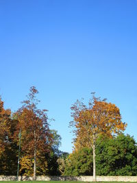 Low angle view of trees in forest against clear blue sky